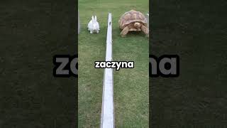 ŻÓŁW VS ZAJĄC😱 [upl. by Aleahs462]