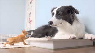 Tiny Rescued Kitten With Separation Anxiety Cannot Sleep Without Border Collie [upl. by Leinahtan]