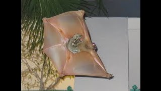 Sunda Colugo  Flying Lemur Galeopterus variegatus in flight [upl. by Leoline561]