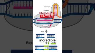 The Development of CRISPR Cas9 Gene Editing [upl. by Yllod848]