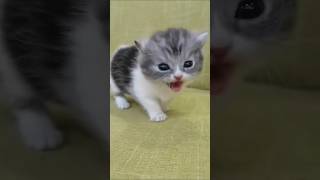 Mama Cat Comes Running Home to Kittens Cryviralshorts meow kitten [upl. by Hseyaj960]