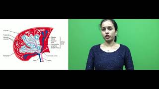 HISTOLOGY OF SPLEEN PART I [upl. by Timmy134]