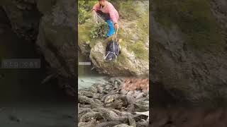 quotExtreme Feeding Crocodiles with buffalo heads adventure crocodile shortsfeed [upl. by Grados458]