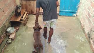 adestramento filhote de Pitbull e cane corso [upl. by Ecallaw]