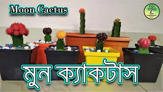 Moon Cactus সম্পর্কে বিস্তারিত তথ্য  How to grow and care Moon Cactus [upl. by Nairrot169]