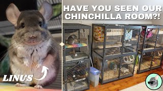 The Chinchillas Full Morning Routine  Get Ready With Us 🐭 [upl. by Arrahs901]