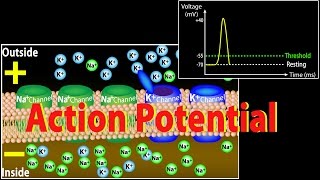 Action Potential in Neurons Animation [upl. by Akirdnuhs258]