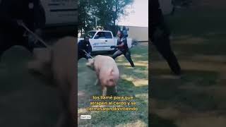 Los llamé para que atrapén al cerdo y terminamos divirtiéndonos 🤣🐷 policia florida cerdo humor [upl. by Ronda]