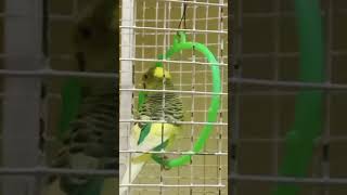 swinging buggies buggie birds shortvideo parakeet [upl. by Henrion249]