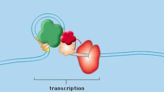 Operon Concept Animation [upl. by Sonnnie]