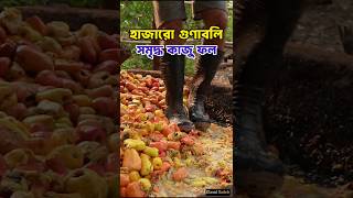 হাজারো গুণাবলি সম্মৃদ্ধ মজাদার এক ফল। cashew fruit  cashewnut কাজুবাদাম কাজু [upl. by Seigler]