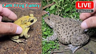 Boing boing catch frogs funny wep wep  funny frogs catching make you laugh [upl. by Htnicayh275]