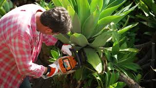 The Garden Gurus  Agaves [upl. by Essiralc585]