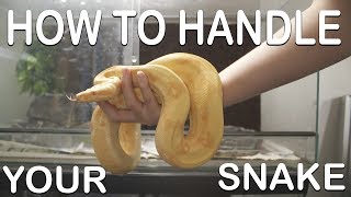 HOW TO HANDLE YOUR SNAKE For beginners [upl. by Tehcac]