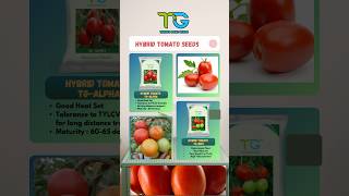 Thrive Gene Seeds Best Tomato Varieties  Hybrid Tomato TG Seeds [upl. by Ariahay667]