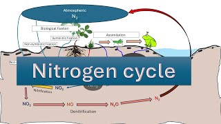 Nitrogen Cycle  Nitrogen fixation  NITRIFICATION  AMMONIFICATION DENITRIFICATION  ASSIMILATION [upl. by Llenal]