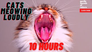 Cats Meowing Loudly 10 hours compilation [upl. by Assylla]