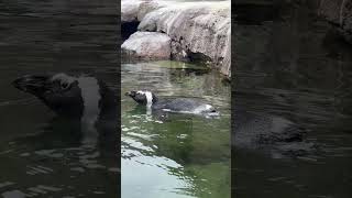 African Penguin swimming in a Pool [upl. by Kcorb]