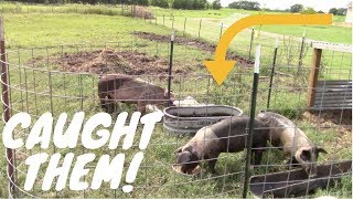 Setting A Trap For My Own Pigs Worming Pigs For The First Time [upl. by Lundt]