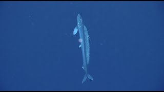 Lancetfish Unlocking the Secrets of the Deep [upl. by Severin]