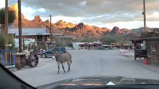 Oatman Historic Rte 66 Oatman AZ 86433 [upl. by Bedwell582]