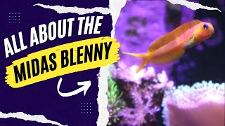 All About the Midas Blenny And How To Care For This Reef Safe Fish [upl. by Zavala55]