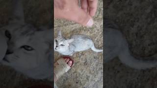 STRAY KITTEN BEING PETTED FOR FIRST TIME AND LOVES IT AND BEGS FOR MORE [upl. by Marlyn]