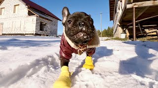 Egor put on your shoes Its cold outside  French Bulldog [upl. by Fawcett]