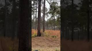 A homogenous forest of Loblolly Pine [upl. by Lewls223]