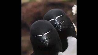 Razorbill bird have unique appearance [upl. by Earle]