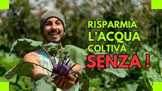 Agricoltura senza ACQUA La rivoluzione che salverà il pianeta [upl. by Kcirttap]