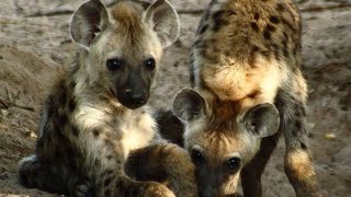 NAT GEO Weld Spotted Hyena Crocuta Crocuta National Geographic Documentary Sublime nature [upl. by Yacano904]