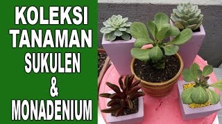 Koleksi Tanaman Sukulen amp Monadenium [upl. by Fayola]