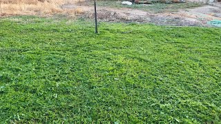 Growing a LAWN in the farmyard [upl. by Edette]