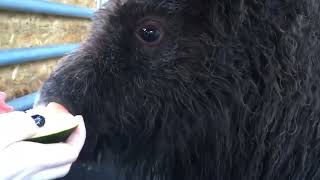 Muskox calf enjoys slice of watermelon [upl. by Purdy]