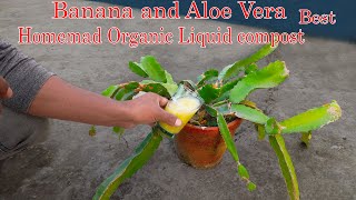 Easy and free fertilizer for any plants  Banana and Aloe vera liquid fertilizer [upl. by Neira576]