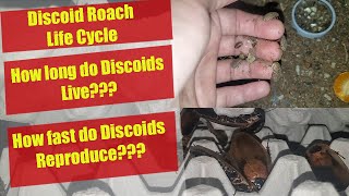 Discoid Roach Life Cycle  Discoid Roach Breeding  Discoid Roach growth  Discoid Roach colony [upl. by Cinelli731]