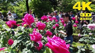 TOKYO 旧古河庭園 春のバラ Spring Rose Festival at KyuFurukawa Gardens 2018 4K [upl. by Crudden]