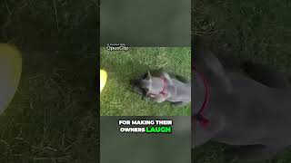 Hilarious Frenchie vs Obedient Boston Terrier frenchbulldog bostonterrier dogvsdog [upl. by Wurster]