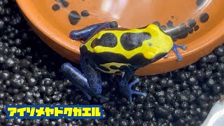 アイゾメヤドクガエル 綺麗なカエル Dendrobates tinctorius [upl. by Ilona]