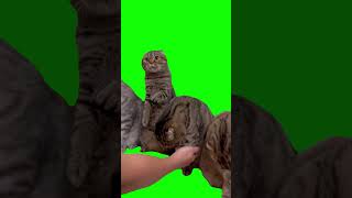 Handshaking Cats  Green Screen [upl. by Mientao]