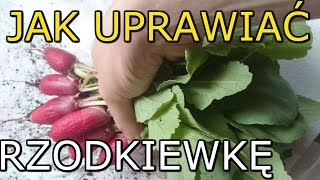 Jak uprawiać Rzodkiewkę  Uprawa Rzodkiewki KROK po KROKU [upl. by Lindgren5]