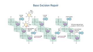 DNA Repair System [upl. by Atselec]