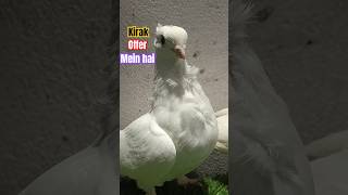 viralvideo white satinette pigeon only 1499my subscribers [upl. by Shevlo]