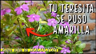 Por que se ponen Amarillas las Hojas de la TERESITA  Solucion a este Problema [upl. by Abigael]