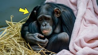 59yrold Dying Chimpanzee Refuses To Eat But Suddenly She Hears A Familiar Voice amp THIS Happens [upl. by Nnaid222]