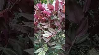 Tradescantia zebrina jardines bonsai jardin [upl. by Melody]