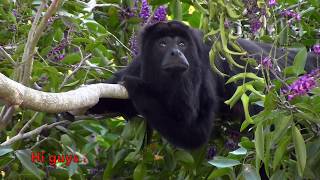 Howler Monkey Howling English Subtitles  Mono Aullador o Saraguato Aullando [upl. by Maro252]