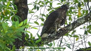 Oriental Honeybuzzard Pernis Ptilorhynchus orientalis  Male  Chiu S C DSCN3668 [upl. by Nylanna]