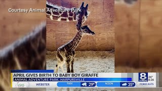 April the giraffe gives birth to boy giraffe on March 16 2019 [upl. by Hilar]